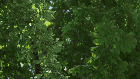 Deep-Green-Forest-Green-Woods