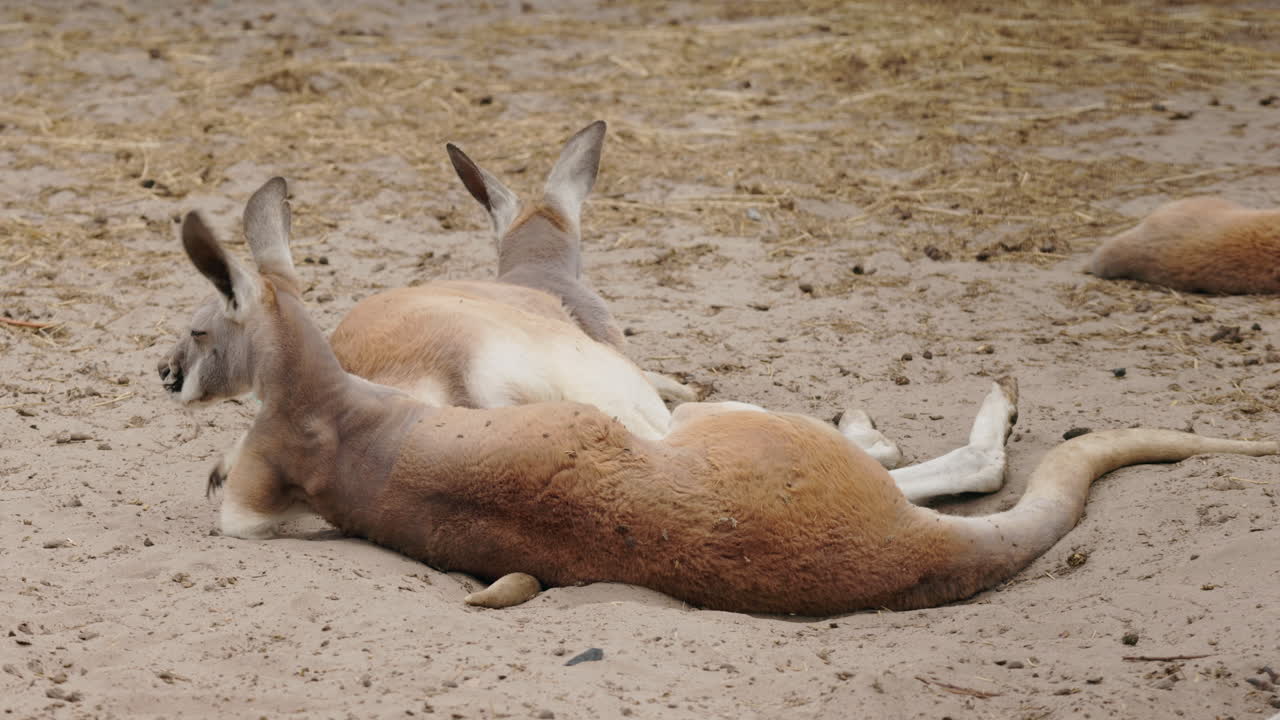 Two Kangaroos Resting in the Sand