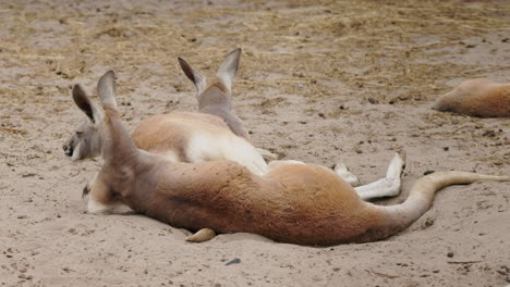 two kangaroos resting in the sand