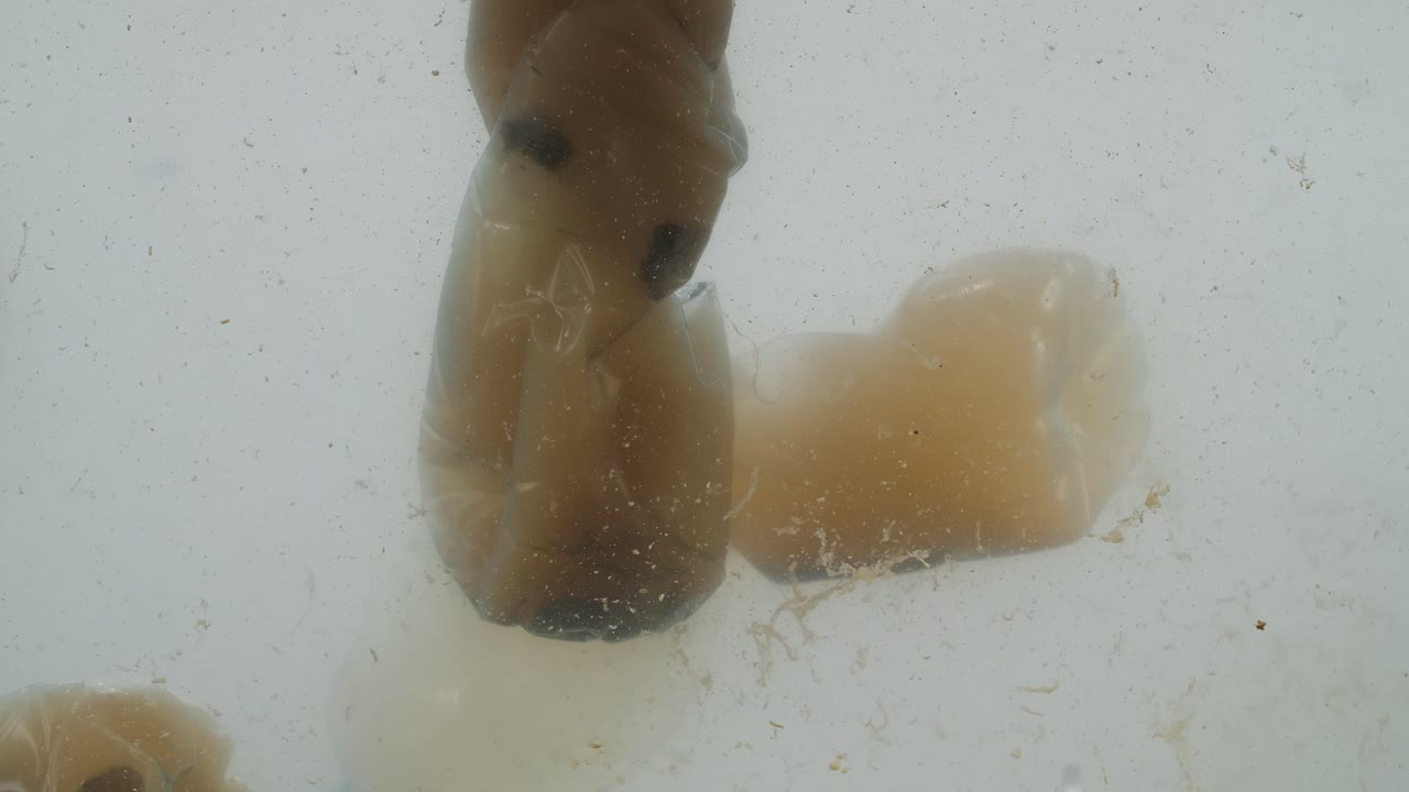 imágenes submarinas del problema de la contaminación por plásticos en el océano