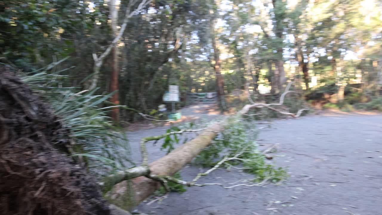 큰 나무가 산책로로로 떨어집니다.