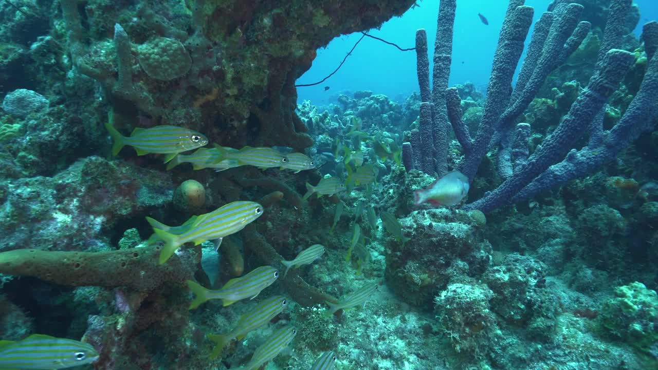 A small school of French grunt fish swims through the blue Caribbean waters, with a colorful coral reef creating a vibrant underwater backdrop.