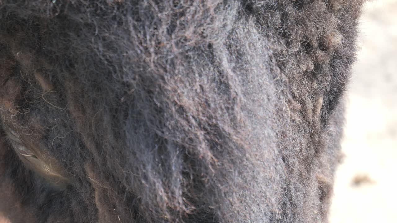 동물원 에서 버팔로 눈 의 클로즈업