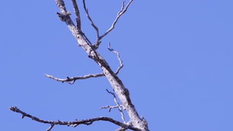 Northern-mockingbird,-perched-on-a-leafless-branch-then-flying-off