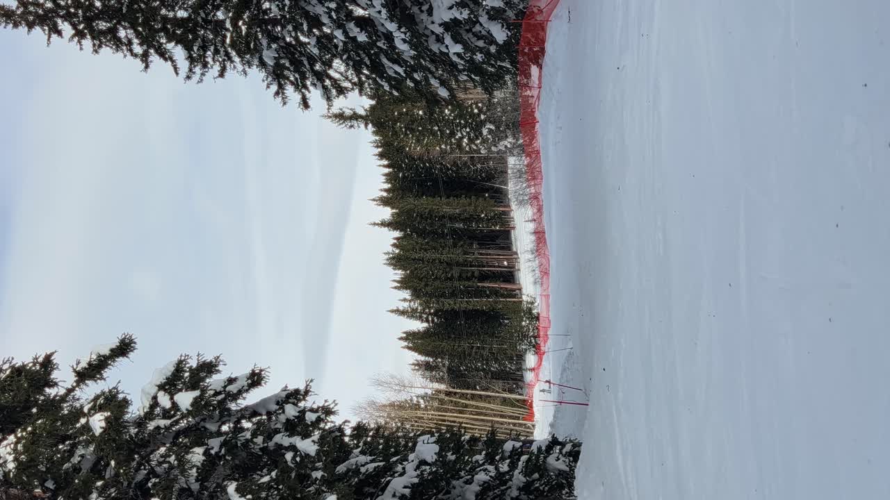 Vertical handheld shot of a small easy ski path guided by a orange mesh fence surrounded by large snow covered pine trees in the Rocky Mountains of Utah on a sunny winter day