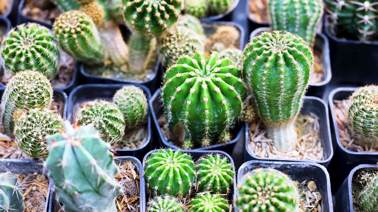 varios cactus en ollas en un mercado