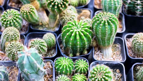 varios cactus en ollas en un mercado