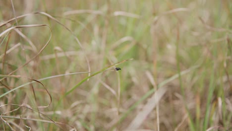 little black spider on long grass.
