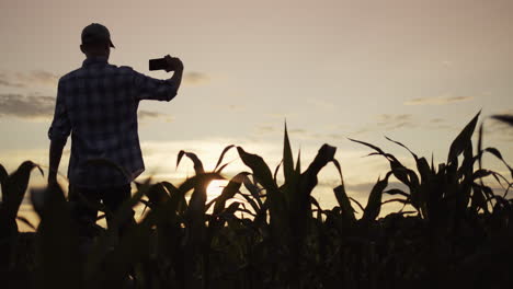 The-silhouette-of-a-farmer-standing-in-a-field-of-corn-1