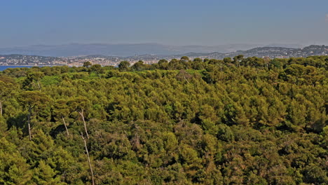 Cannes-Francia-Antena-V24-Drone-Sobrevuelo-Prístino-Bosque-De-Eucaliptos-En-Sainte-Marguerite-Hacia-El-Mar-Con-Vistas-A-Pointe-Croisette---Julio-De-2021