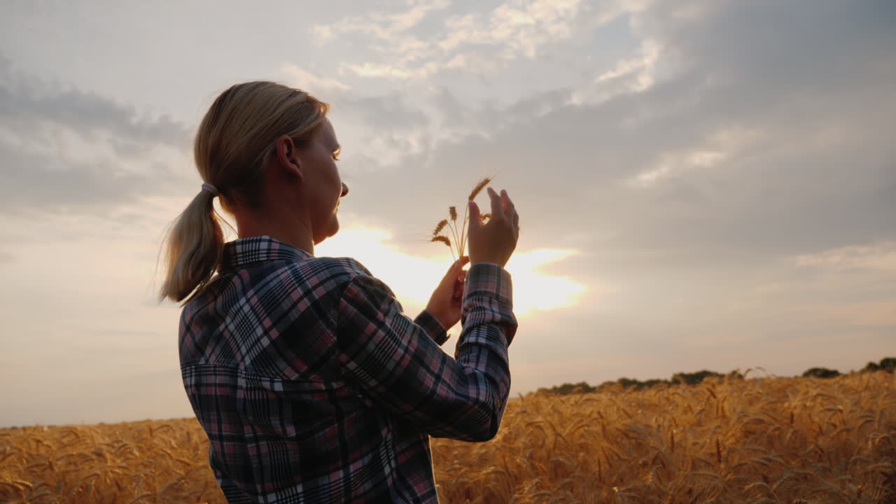 el granjero mira las espigas de trigo en el campo al atardecer