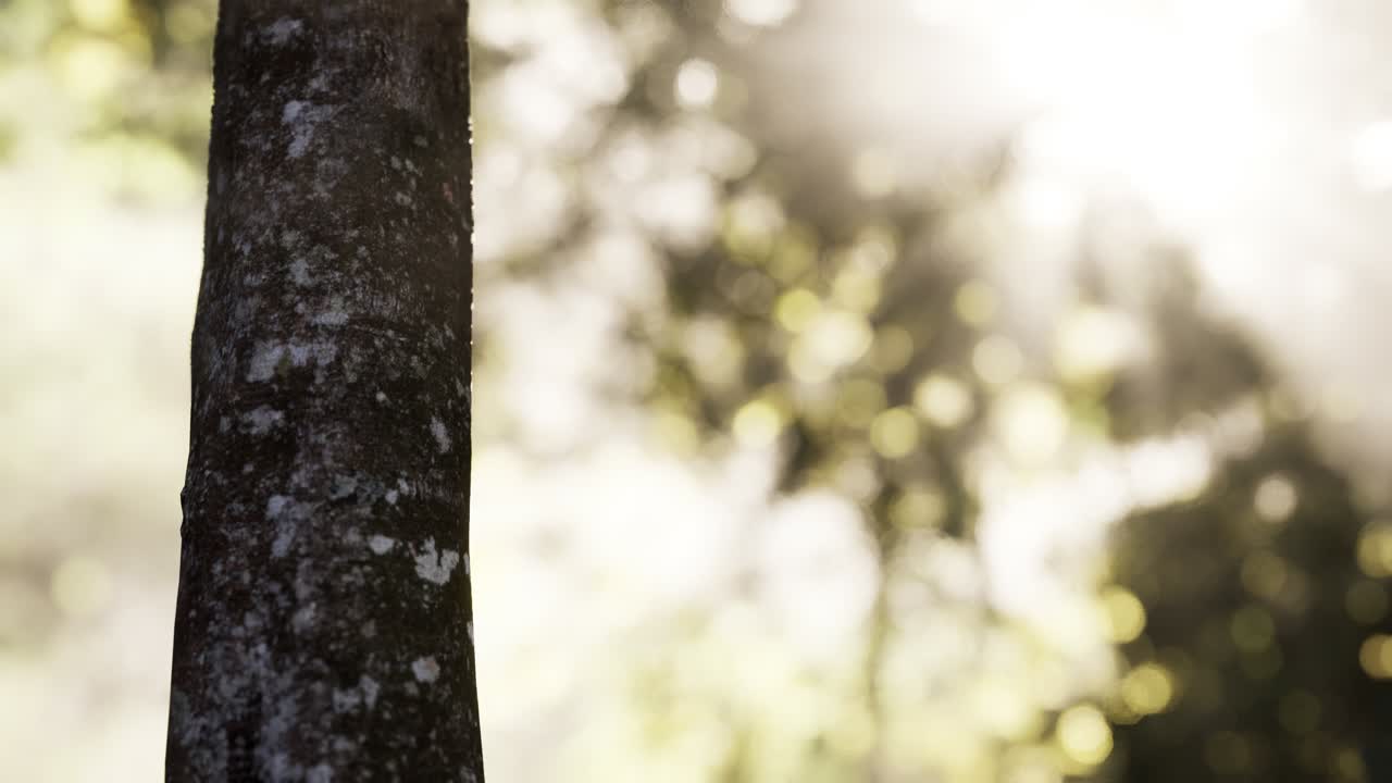 일출 햇빛과 그림자와 낙 엽 송 숲