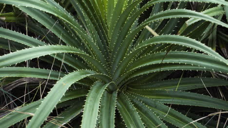 Flor-De-Cactus-Masiva-Con-Agujas-Afiladas-En-Un-Día-Ventoso,-Primer-Plano