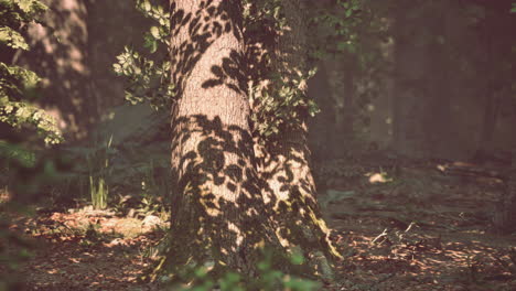 Beautiful morning in the forest