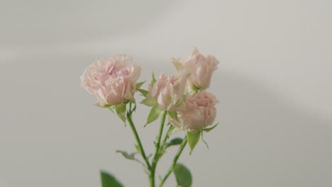 rosas rosas contra la pared blanca, en el medio del tiro
