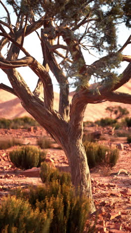 a lone tree in the desert