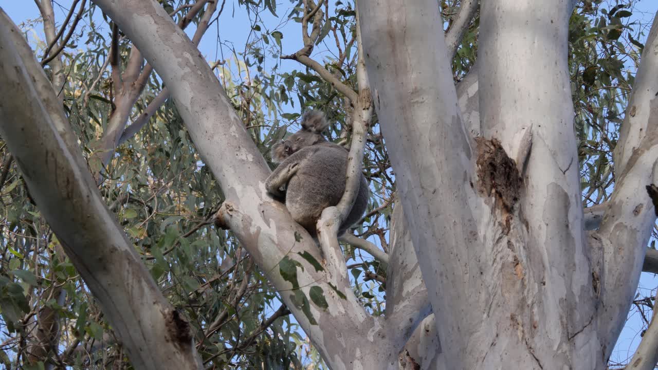 A wild Koala Bear sleeping high up in the branches of an Australian native Eucalyptus Gum tree