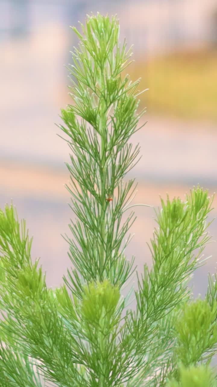 una rama de pino se balancea suavemente en la brisa contra un telón de fondo urbano borroso, capturando un momento sereno en la naturaleza