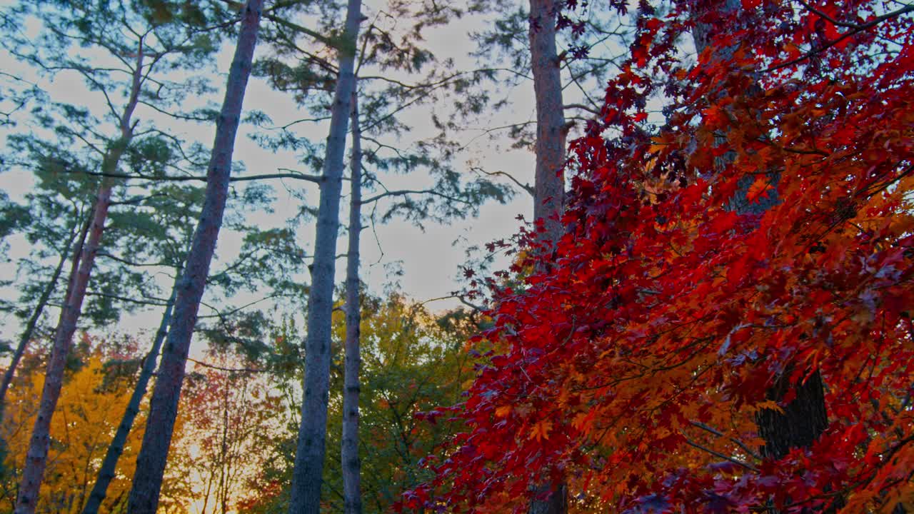 el parque forestal de otoño con un árbol y hojas verdes rojas