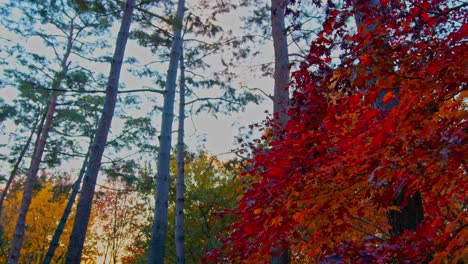 the fall autumn forest park with a tree and red green leaves