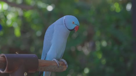 Indian-Ringed-Parakeet-perched-on-bird-perch-profile-shot-with-foliage