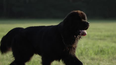 Perro-Negro-De-Terranova-Corriendo-En-El-Campo-De-Hierba,-Siguiendo-A-Cámara-Lenta