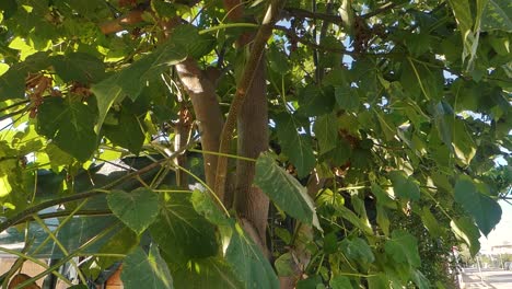 árbol-De-Paulownia---Biomasa-Como-Fuente-De-Energía-Renovable