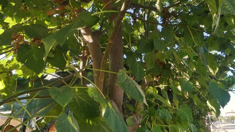 árbol de paulownia - biomasa como fuente de energía renovable