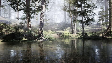 misty forest with a stream