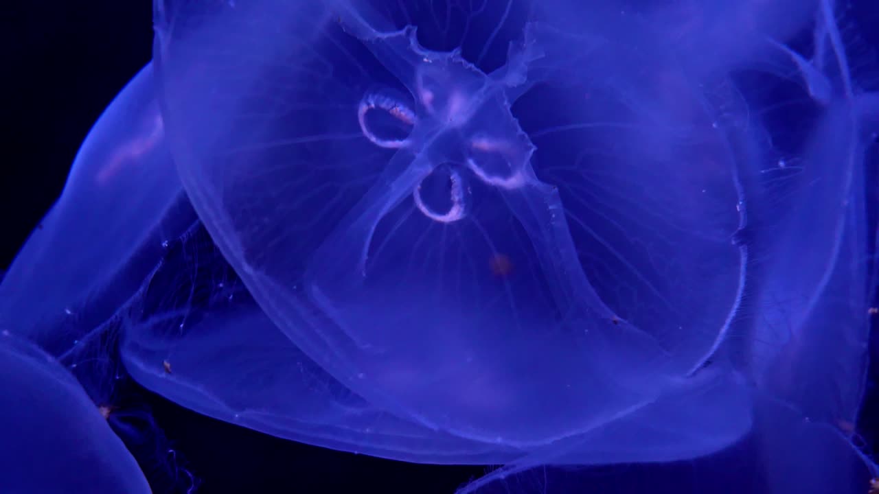 Meduse luna in tutta la loro bellezza.