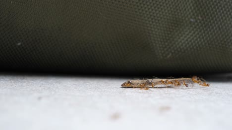 dead gecko lizard being devoured by ant colony, macro close-up