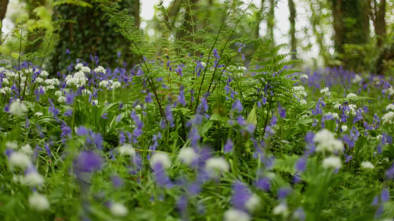 Bluebells and Allium in a Woodland Setting
