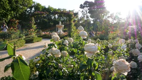 beautiful rose garden with fountain and people