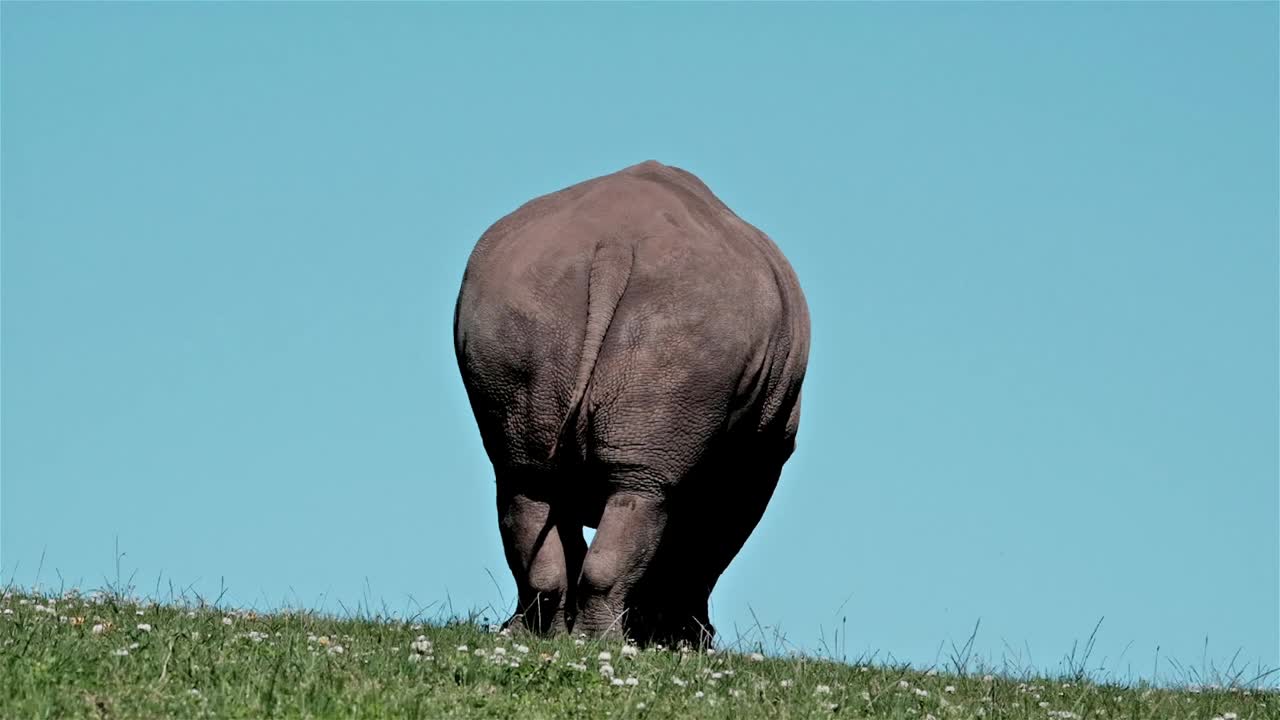Rhinoceros on a green field with a blue sky as seen from behind with it's tail visible