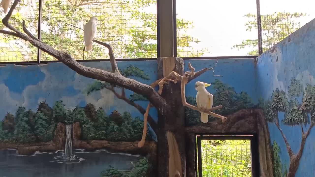 와이어 케이지에 있는 크레스트 카카투 (crested cockatoo)