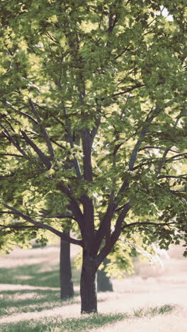 single maple tree in a sunny field