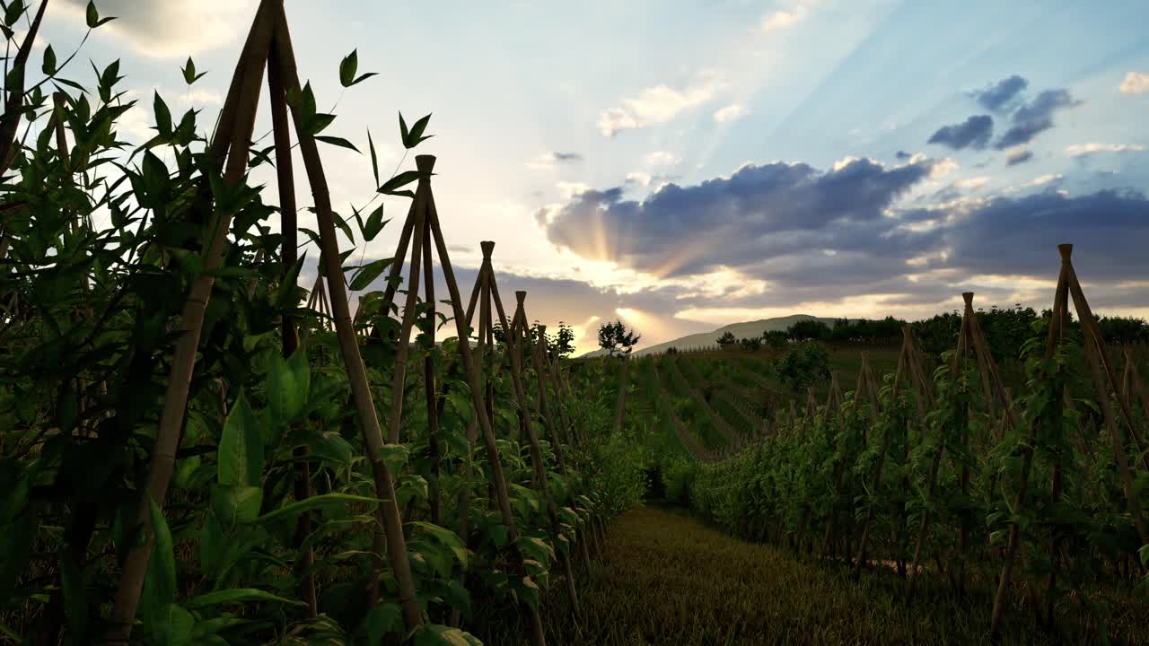 Field Of Green Plants A General Plan Nature Agriculture. Organic Farming. Agriculture Lifestyle Plantation Business Farm Concept. Soy Vegetable Healthy Food Agriculture