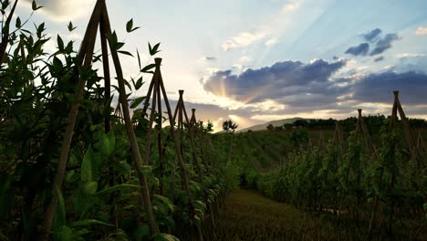 field of green plants a general plan nature agriculture. organic farming. agriculture lifestyle plantation business farm concept. soy vegetable healthy food agriculture