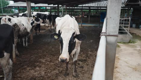 vacas en un cobertizo de la granja
