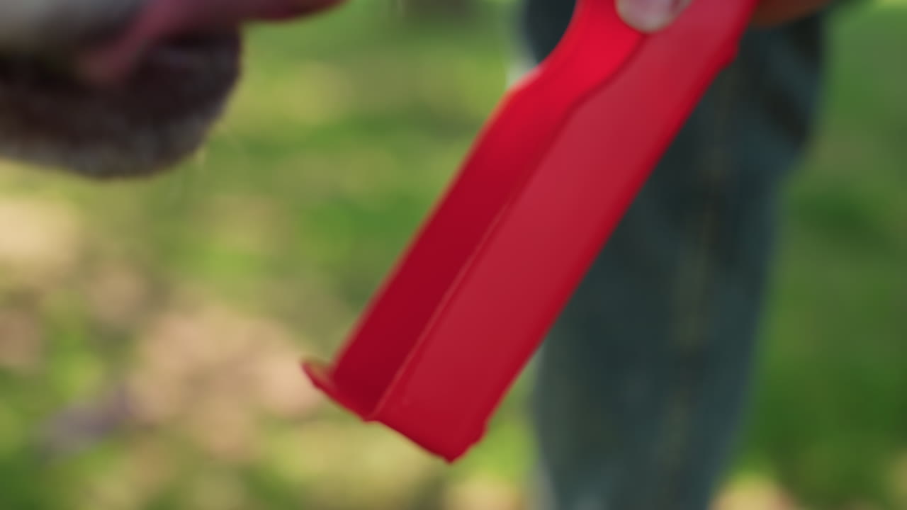 Лабрадор обнюхивает красную игрушку, рука предлагает награду в солнечном парке; крупный план морды, изучающей текстурированный резиновый диск, нежное перетягивание и игривый укус, дрессировка и момент сближения хозяина с собакой на траве, радостный компаньон