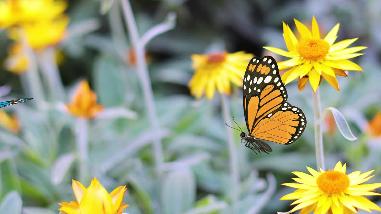 Farfalle arancioni e blu svolazzano con grazia intorno a fiori giallo brillante, creando un'animazione vivace e colorata