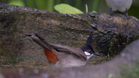 Zeitlupe-Eines-Rothaarigen-Bulbul,-Der-In-Der-Wildnis-Mit-Wasser-Spielt---Nahaufnahme,-Low-Level-Aufnahme