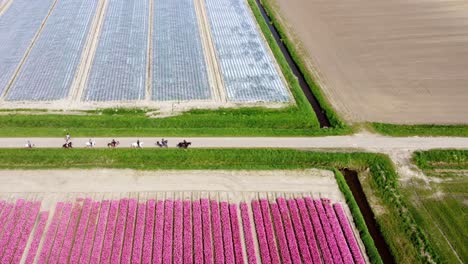 varios jinetes en sus caballos montando entre dos campos de tulipanes coloridos