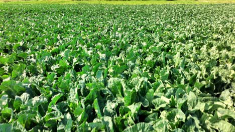 imágenes remotas de un avión no tripulado de una zona llena de vegetación