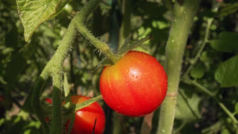 tomates creciendo en la rama durante la lluvia torrencial