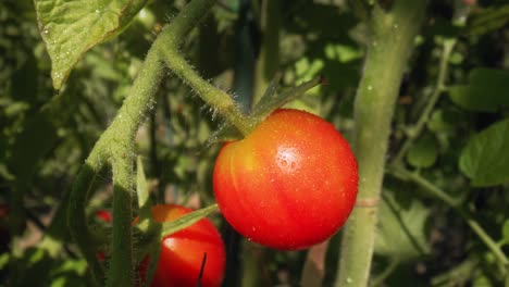 tomatoes growing on branch during the pouring rain