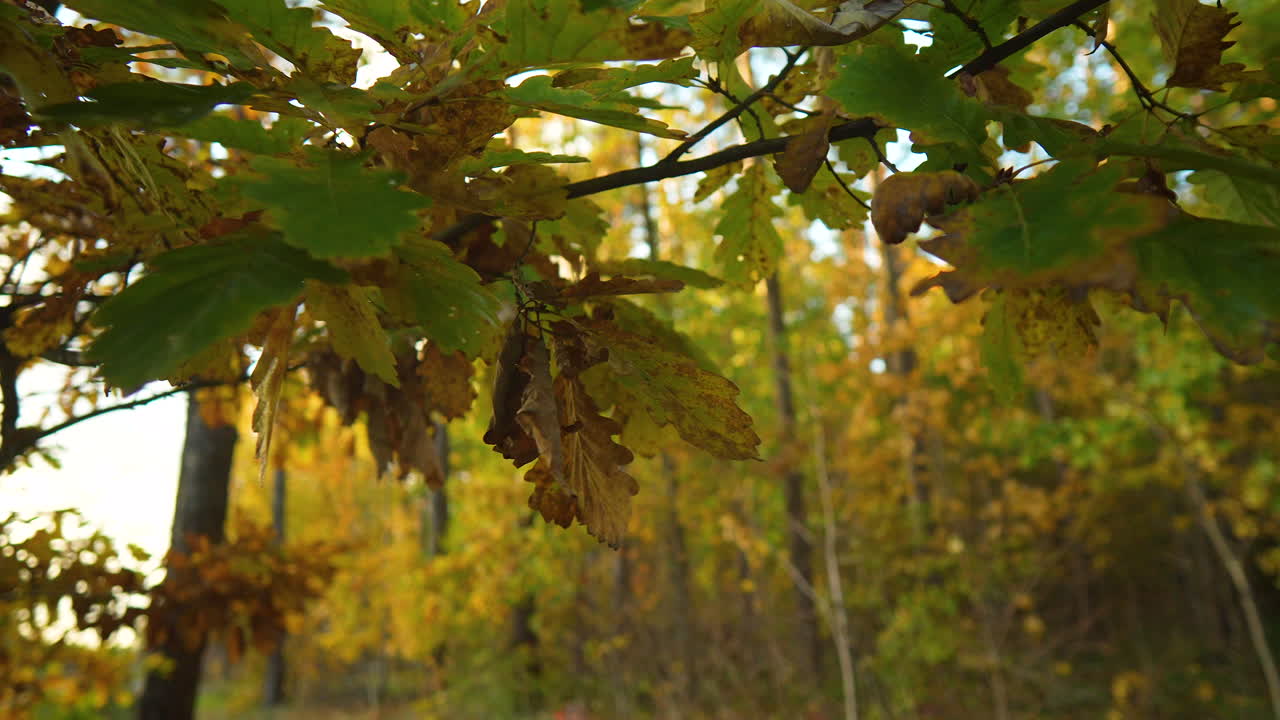 el follaje de otoño de los árboles forestales