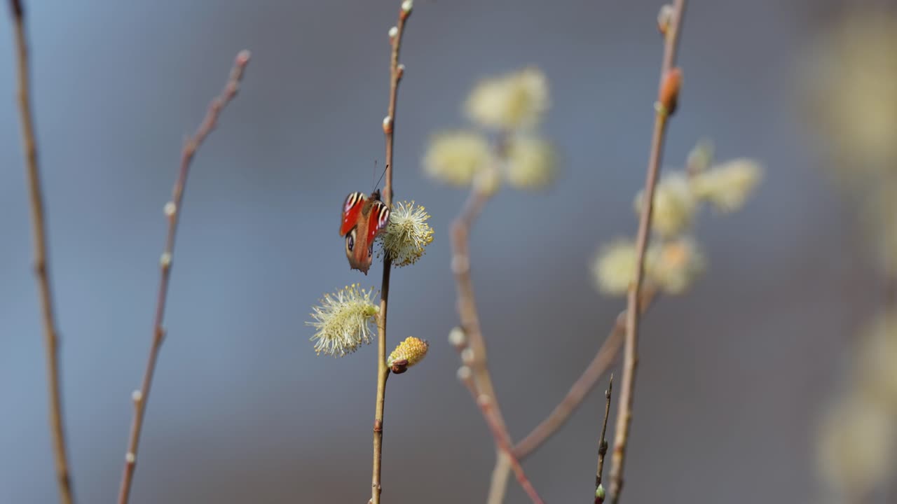 Peacock Butterfly on Willow Catkins