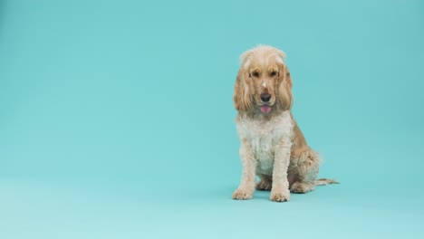 full body brown english cocker spaniel dog on blue background with copy space