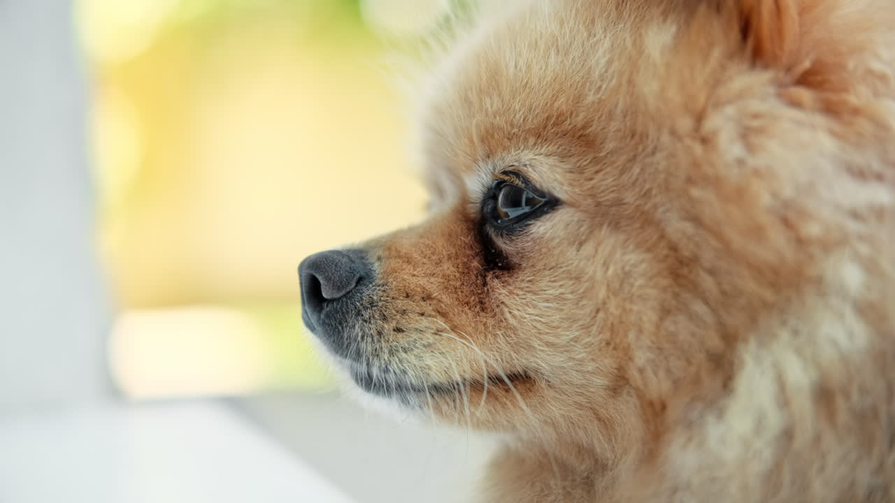 Pomeranian dog in the house garden looking at something